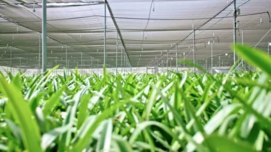 Difference Between Shade Nets & Insect Nets